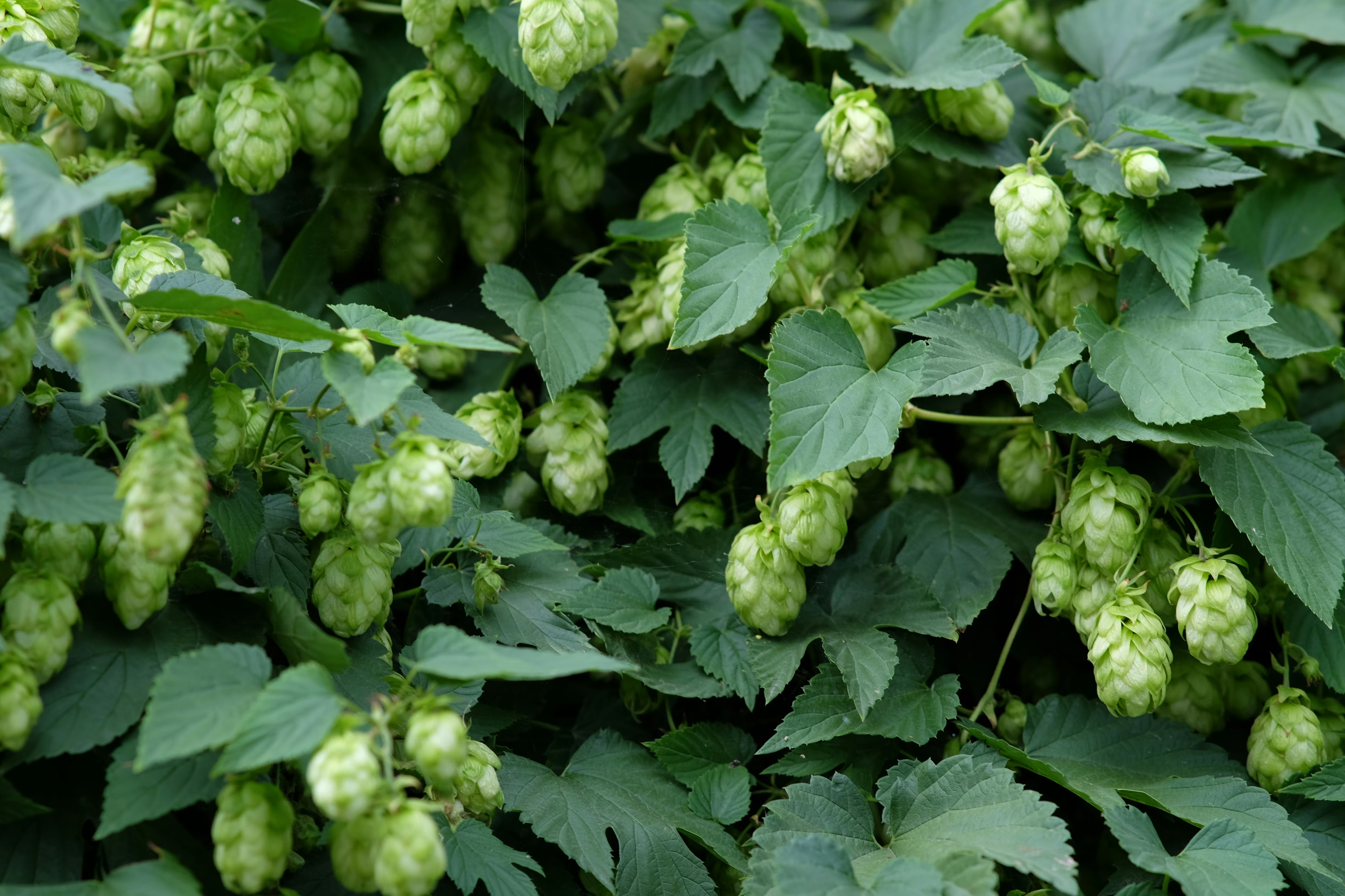 Hops in a field.