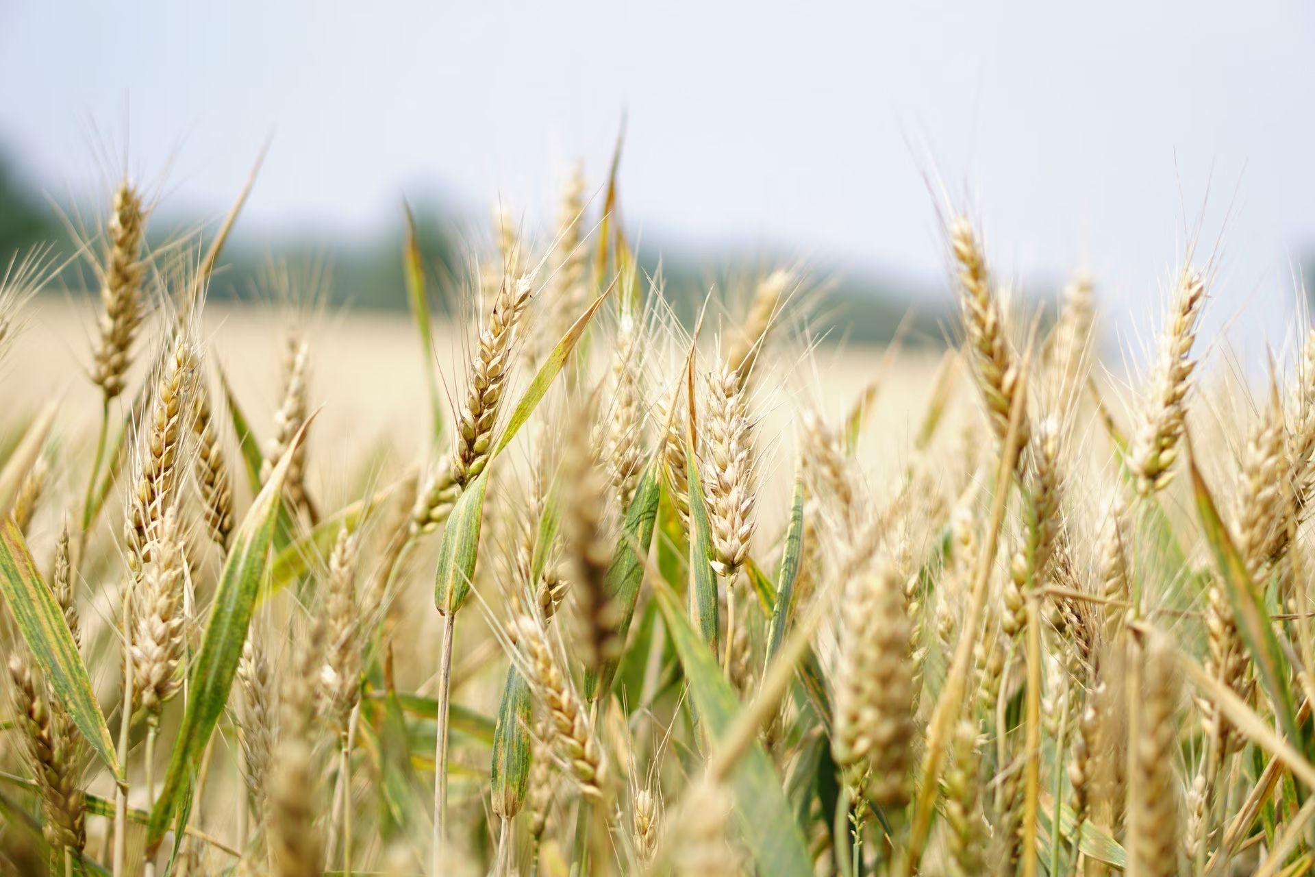 A field of wheat.